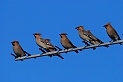 Waxwings - B
